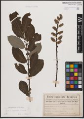 Foto von Salix aurita L. x Salix cinerea L.